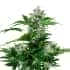 AUTO WHITE DWARF (Buddha Seeds) Semillas feminizadas de marihuana autoflorecientes de colección, planta.