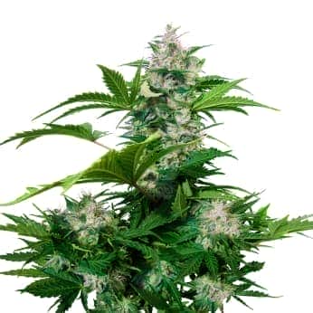 AUTO WHITE DWARF (Buddha Seeds) Semillas feminizadas de marihuana autoflorecientes de colección, planta.