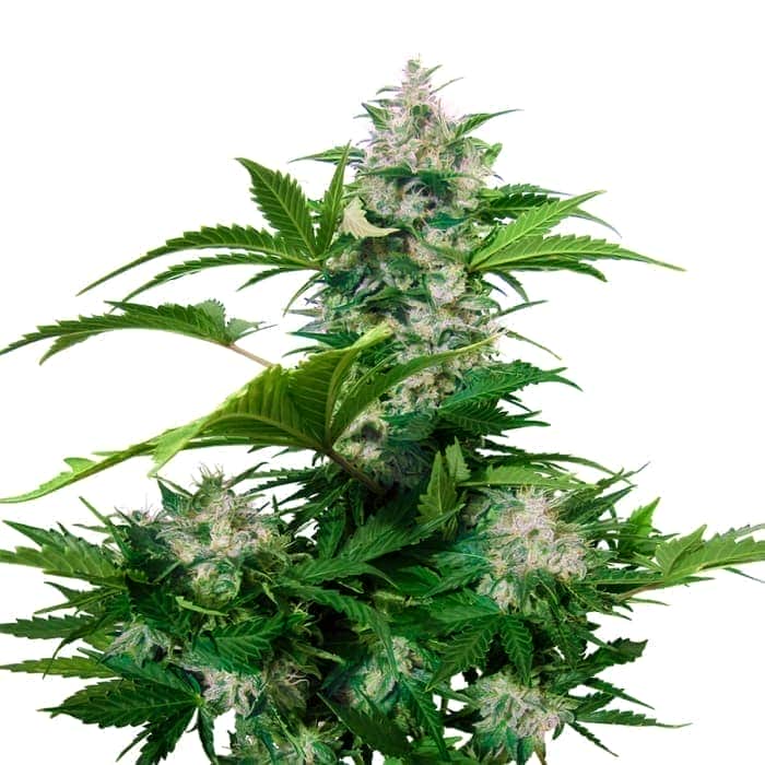 AUTO WHITE DWARF (Buddha Seeds) Semillas feminizadas de marihuana autoflorecientes de colección, planta.