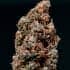 AUTO WHITE DWARF (Buddha Seeds) Semillas feminizadas de marihuana autoflorecientes de colección, cogollo seco de cerca.