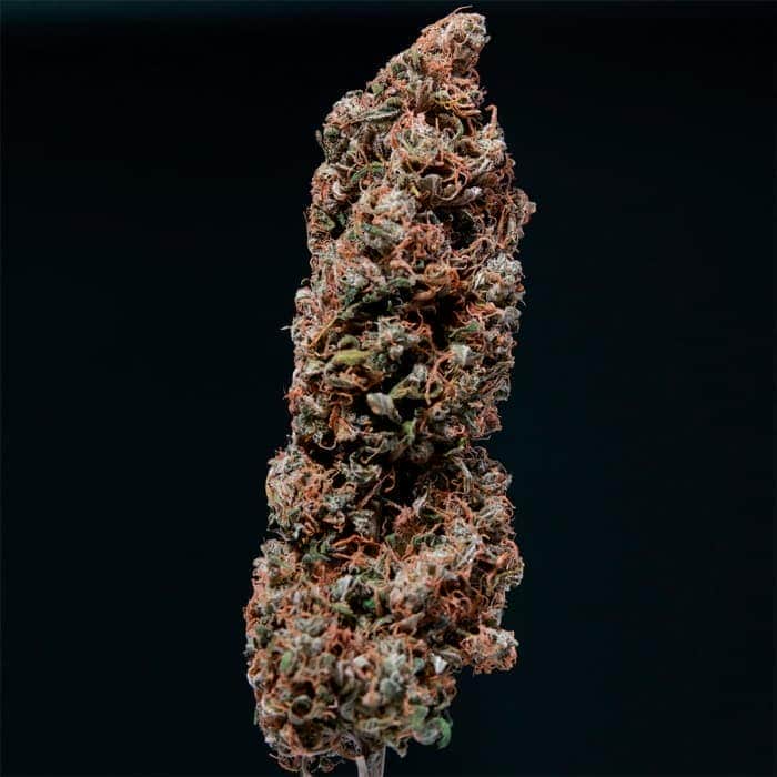 AUTO WHITE DWARF (Buddha Seeds) Semillas feminizadas de marihuana autoflorecientes de colección, cogollo seco.