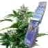 AUTO WHITE DWARF (Buddha Seeds) Semillas feminizadas de marihuana autoflorecientes de colección, planta y blisters.
