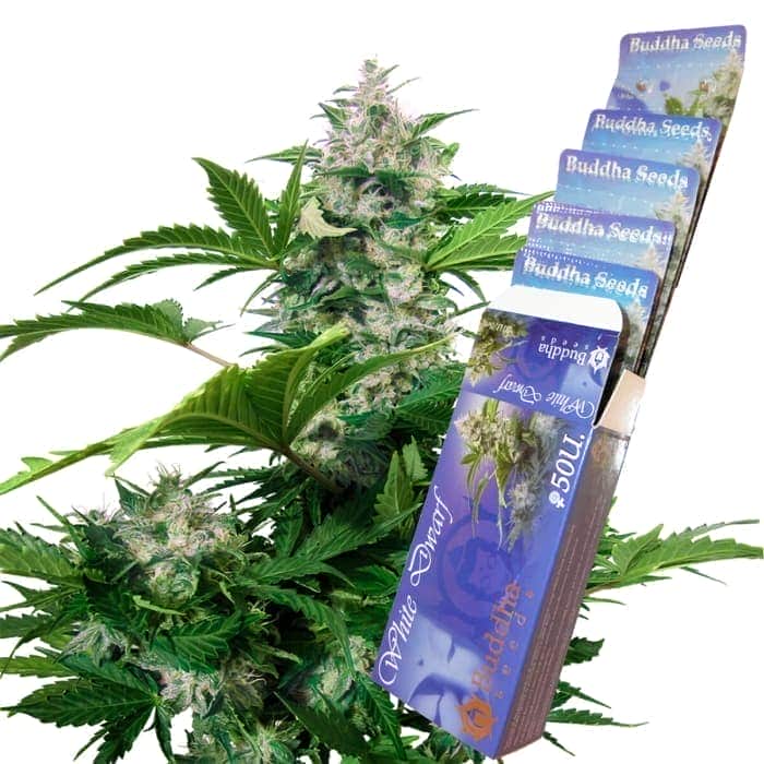 AUTO WHITE DWARF (Buddha Seeds) Semillas feminizadas de marihuana autoflorecientes de colección, planta y blisters.