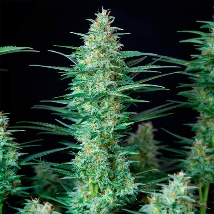AUTO RED DWARF (Buddha Seeds) Semillas de marihuana feminizadas autoflorecientes de colección, cogollo verde.