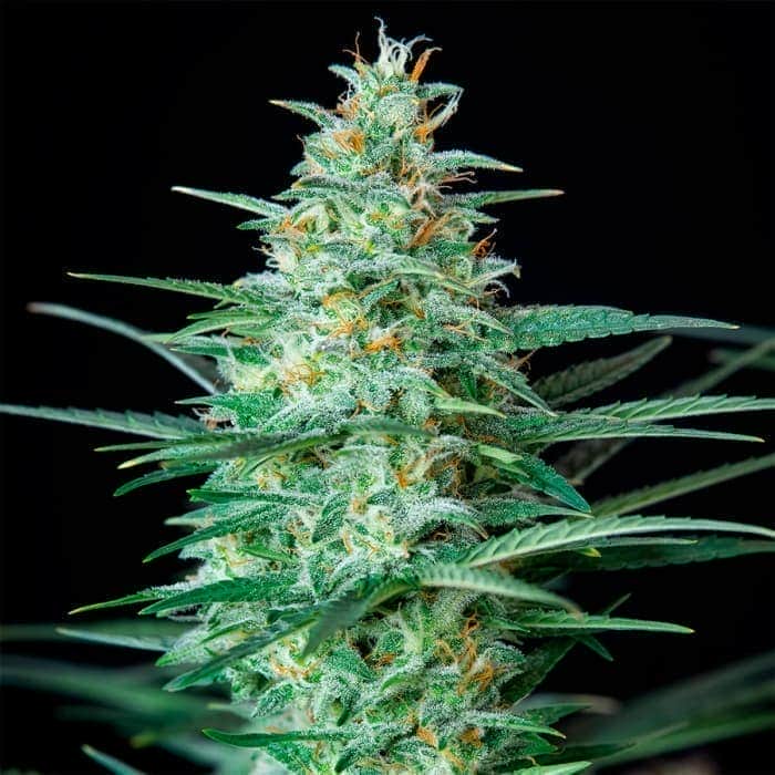 AUTO RED DWARF (Buddha Seeds) Semillas de marihuana feminizadas autoflorecientes de colección, cogollo cerca.