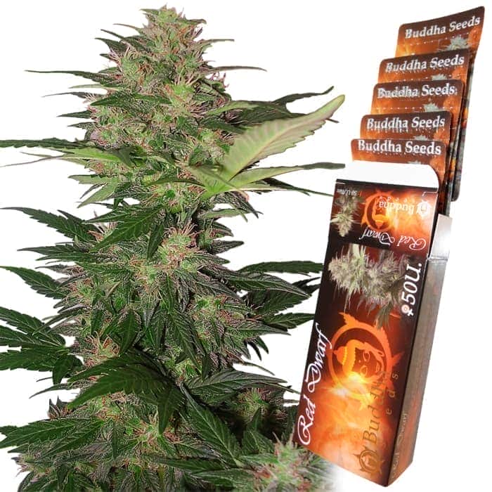 AUTO RED DWARF (Buddha Seeds) Semillas de marihuana feminizadas autoflorecientes de colección, planta y blisters.
