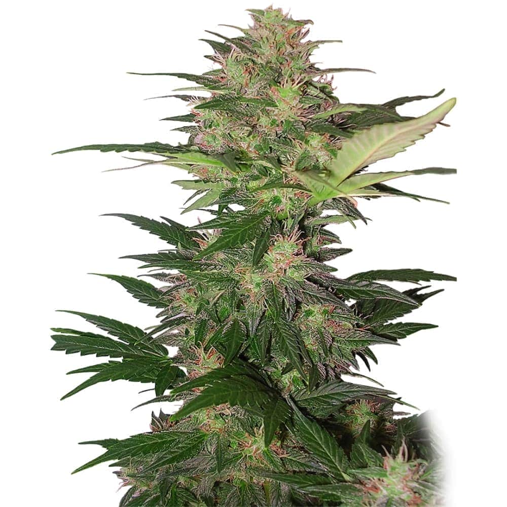 AUTO RED DWARF (Buddha Seeds) Semillas de marihuana feminizadas autoflorecientes de colección, planta.