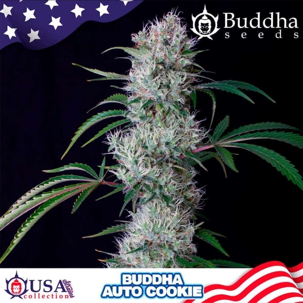 BUDDHA AUTO COOKIE (Buddha Seeds) Semillas de marihuana feminizadas autoflorecientes de colección, cogollo.