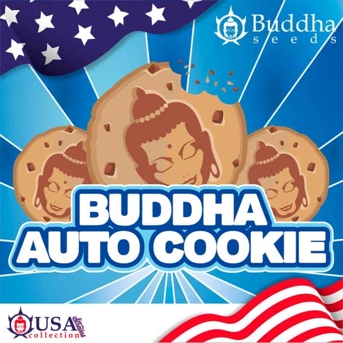 BUDDHA AUTO COOKIE (Buddha Seeds) Semillas de marihuana feminizadas autoflorecientes de colección, logo.