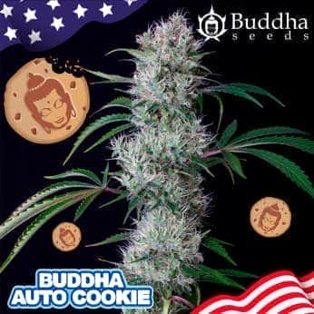 BUDDHA AUTO COOKIE (Buddha Seeds) Semillas de marihuana feminizadas autoflorecientes de colección, logo y cogollo.