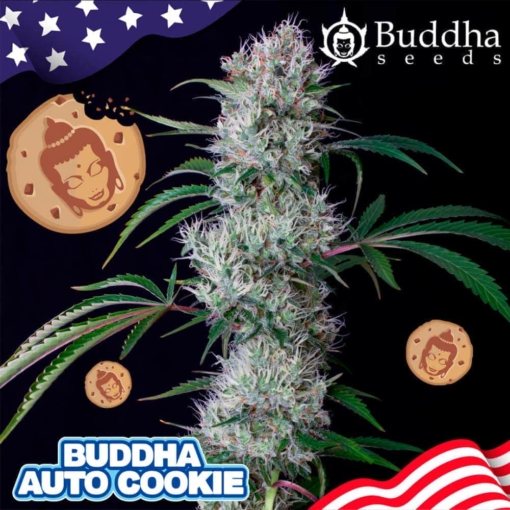 BUDDHA AUTO COOKIE (Buddha Seeds) Semillas de marihuana feminizadas autoflorecientes de colección, logo y cogollo.