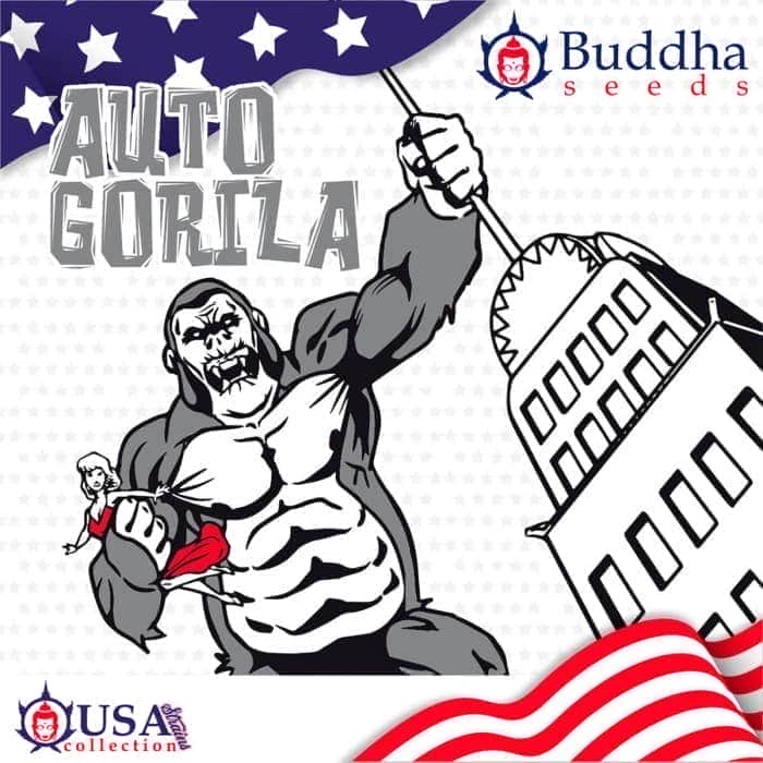BUDDHA AUTO GORILA (Buddha Seeds) Semillas de marihuana feminizadas autoflorecientes de colección, logo.