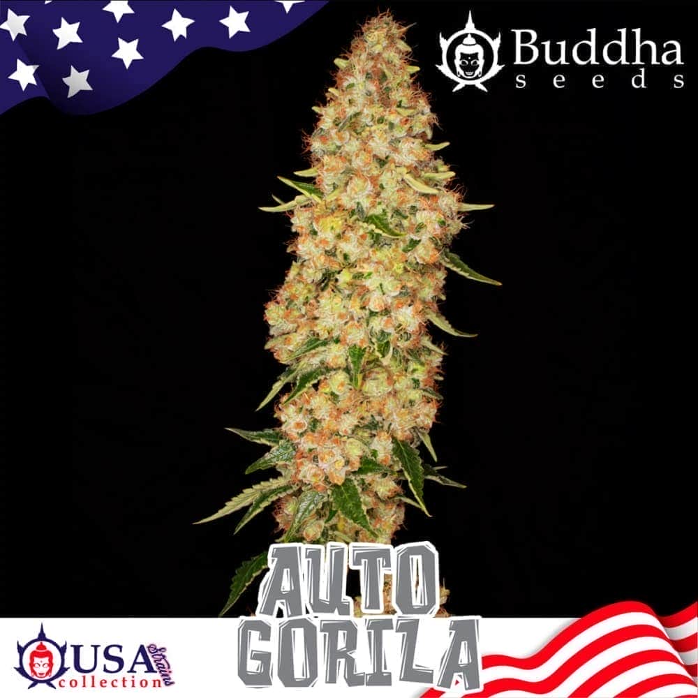 BUDDHA AUTO GORILA (Buddha Seeds) Semillas de marihuana feminizadas autoflorecientes de colección, cogollo.