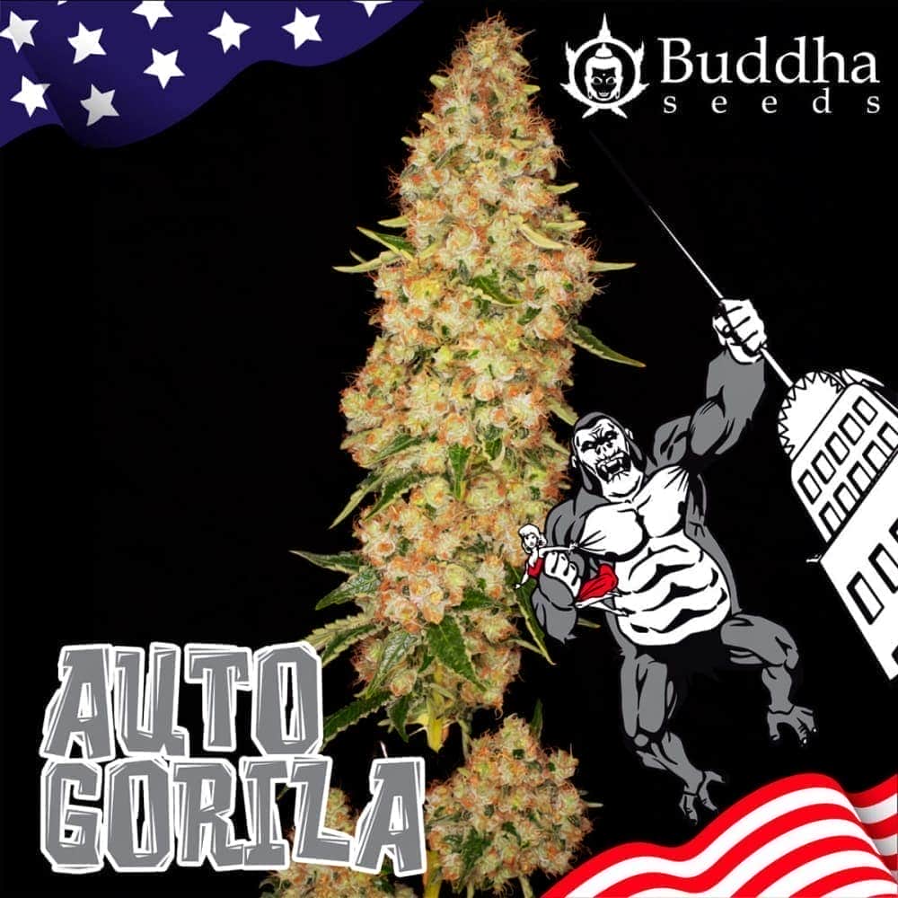 BUDDHA AUTO GORILA (Buddha Seeds) Semillas de marihuana feminizadas autoflorecientes de colección, cogollo y logo.