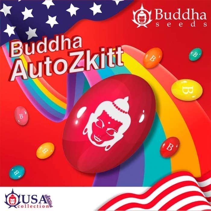 BUDDHA AUTO ZKITTLEZ (Buddha Seeds) Semillas de marihuana feminizadas autoflorecientes de colección, logo.