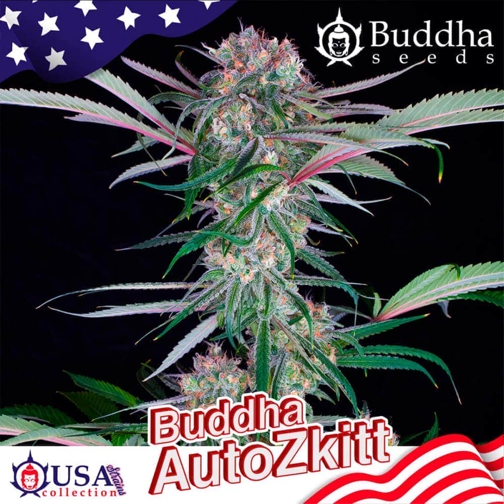 BUDDHA AUTO ZKITTLEZ (Buddha Seeds) Semillas de marihuana feminizadas autoflorecientes de colección, cogollo.