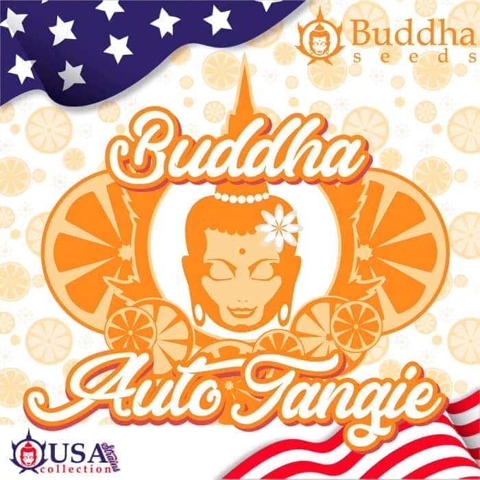 BUDDHA AUTO TANGIE (Buddha Seeds) Semillas de marihuana feminizadas autoflorecientes de colección, logo.