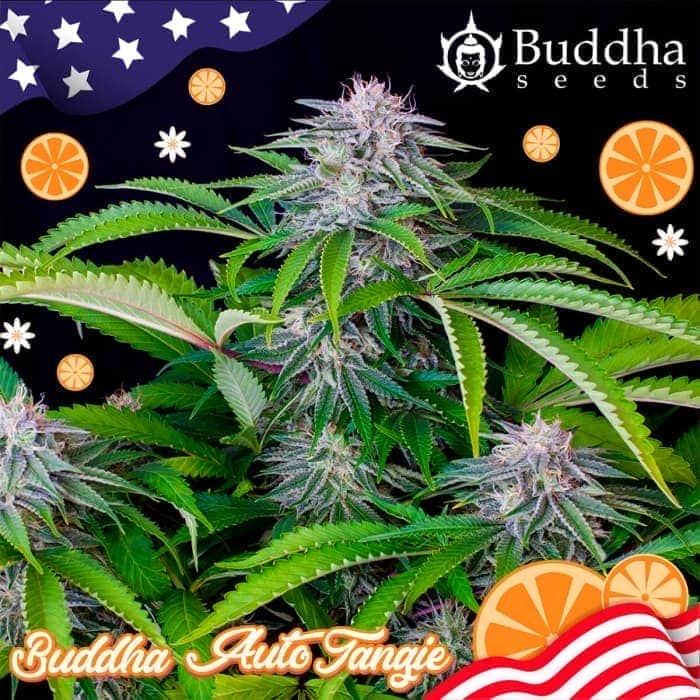 BUDDHA AUTO TANGIE (Buddha Seeds) Semillas de marihuana feminizadas autoflorecientes de colección, cogollo y logo.