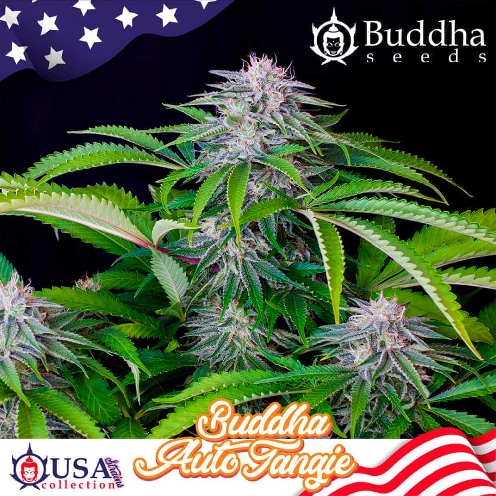 BUDDHA AUTO TANGIE (Buddha Seeds) Semillas de marihuana feminizadas autoflorecientes de colección, cogollo.