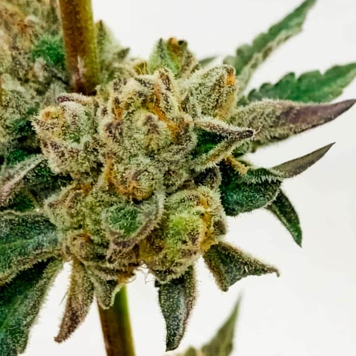 BLUEPRINT S1 (Purple City Genetics) Semillas de marihuana feminizadas de colección, cogollo.