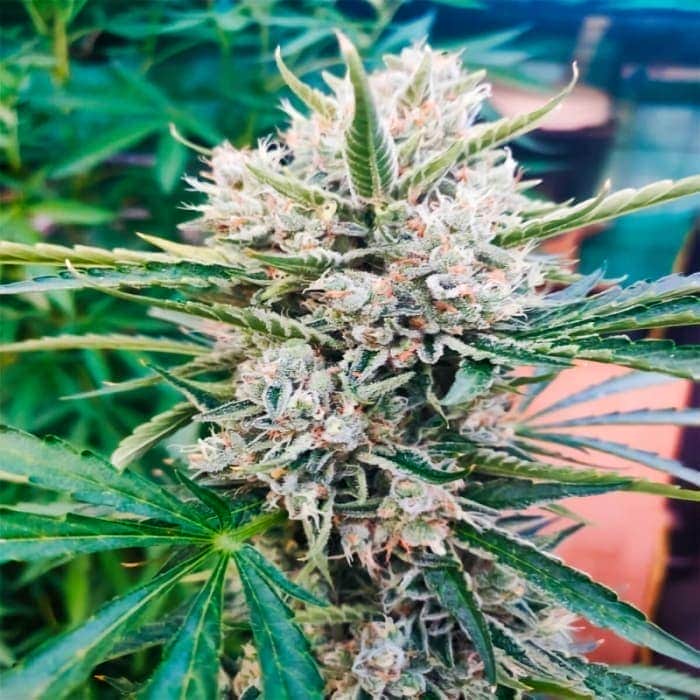 BULLETPROOF WALLET (Purple City Genetics) Semillas de marihuana feminizadas de colección, cogollo.