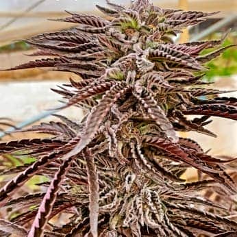 FILLMORE SLIM (Purple City Genetics) Semillas de marihuana feminizadas de colección, cogollo.