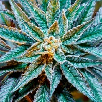GUSH MINTS S1 (Purple City Genetics) Semillas de marihuana feminizadas de alta potencia