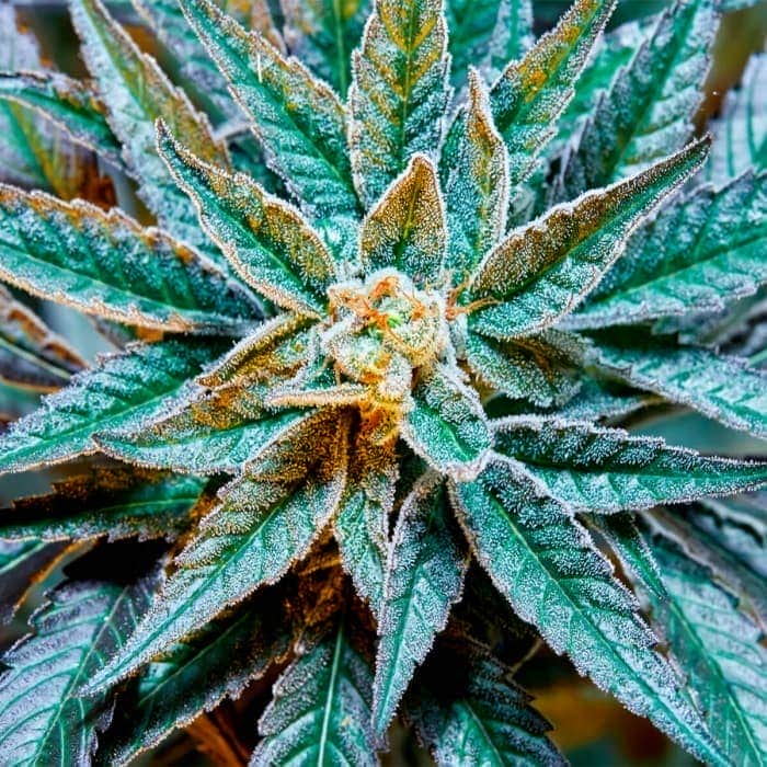 GUSH MINTS S1 (Purple City Genetics) Semillas de marihuana feminizadas de alta potencia