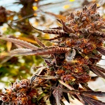VELVET LUSHERS (Purple City Genetics) Semillas de marihuana feminizadas de colección, cogollo.