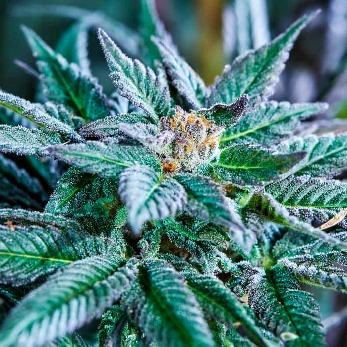 AUTO BERRY BONDS (Purple City Genetics) Semillas de marihuana feminizadas autoflorecientes de colección, cogollo.