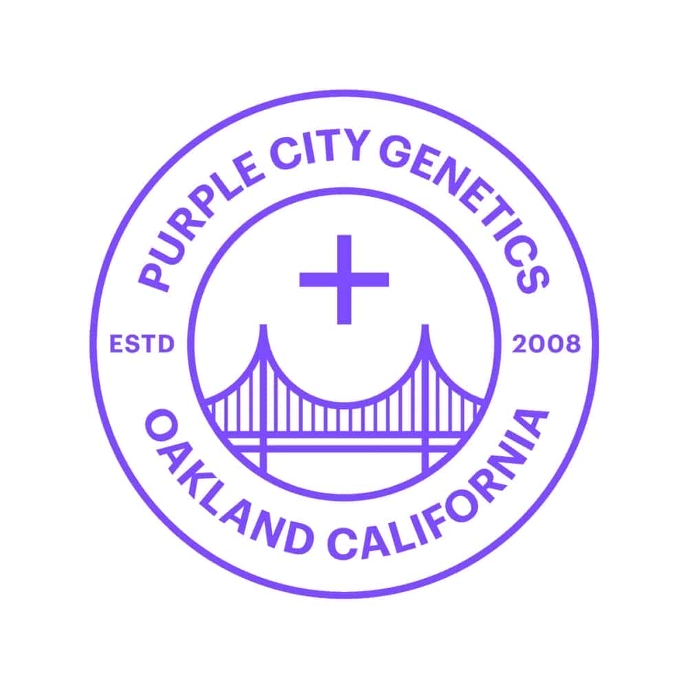 SECRET MEETINGS (Purple City Genetics) Semillas de marihuana feminizadas de colección, línea golden state.