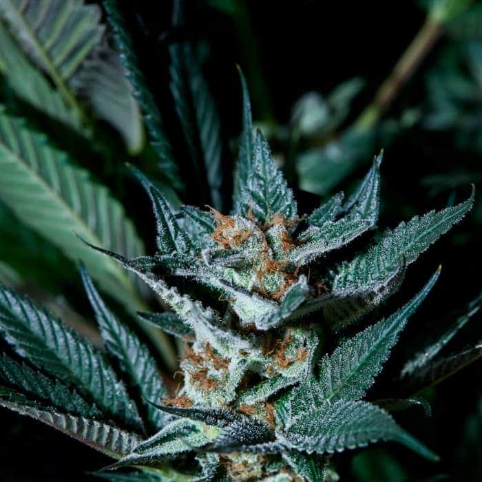 AUTO RAZZBERRY GASTANK (Purple City Genetics) Semillas de marihuana feminizadas autoflorecientes de colección, cogollo.