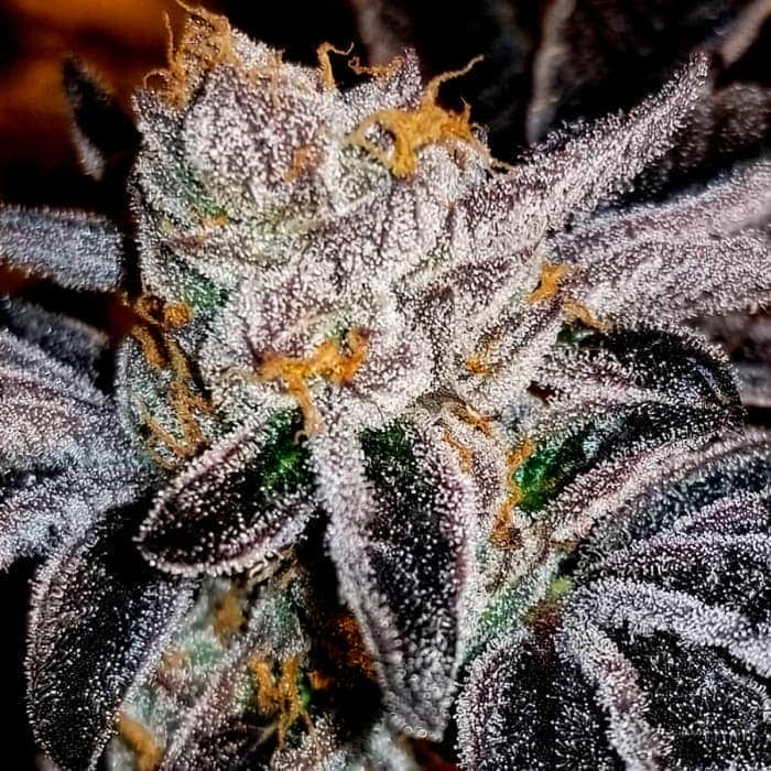 ACID WASH (Purple City Genetics) Semillas de marihuana feminizadas de colección, cogollo.