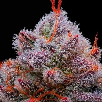 ACID WASH (Purple City Genetics) Semillas de marihuana feminizadas de colección, cogollo resina.