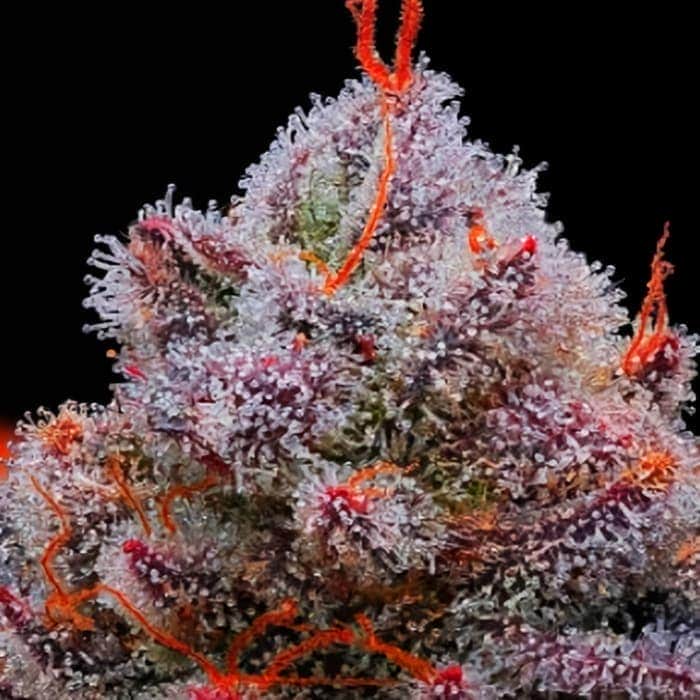 ACID WASH (Purple City Genetics) Semillas de marihuana feminizadas de colección, cogollo resina.