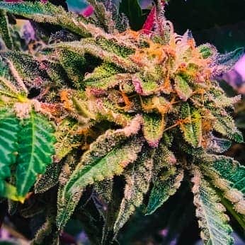 ALFAJORES (Purple City Genetics) Semillas de marihuana feminizadas de colección, cogollo.