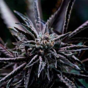 FORBIDDEN BLUEPRINT (Purple City Genetics) Semillas de marihuana feminizadas de colección, cogollo.