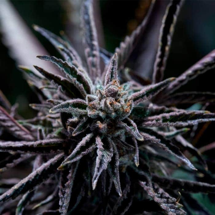FORBIDDEN BLUEPRINT (Purple City Genetics) Semillas de marihuana feminizadas de colección, cogollo.
