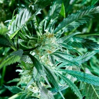 FRESH PRESSED RUNTZ (Purple City Genetics) Semillas de marihuana feminizadas de colección, cogollo.