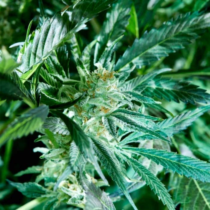 FRESH PRESSED RUNTZ (Purple City Genetics) Semillas de marihuana feminizadas de colección, cogollo.