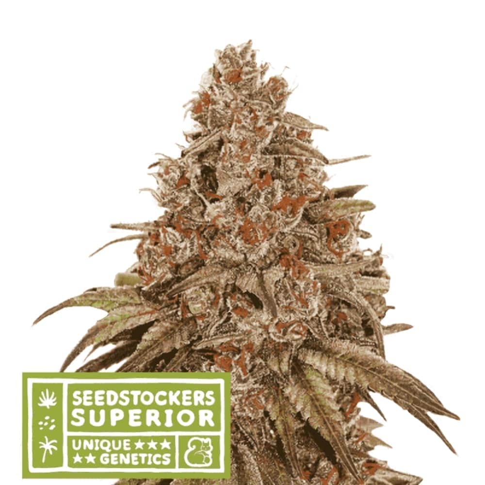 AUTO BLACKBERRY GUM (Seedstockers) semillas de marihuana feminizadas autoflorecientes de colección, cogollo.