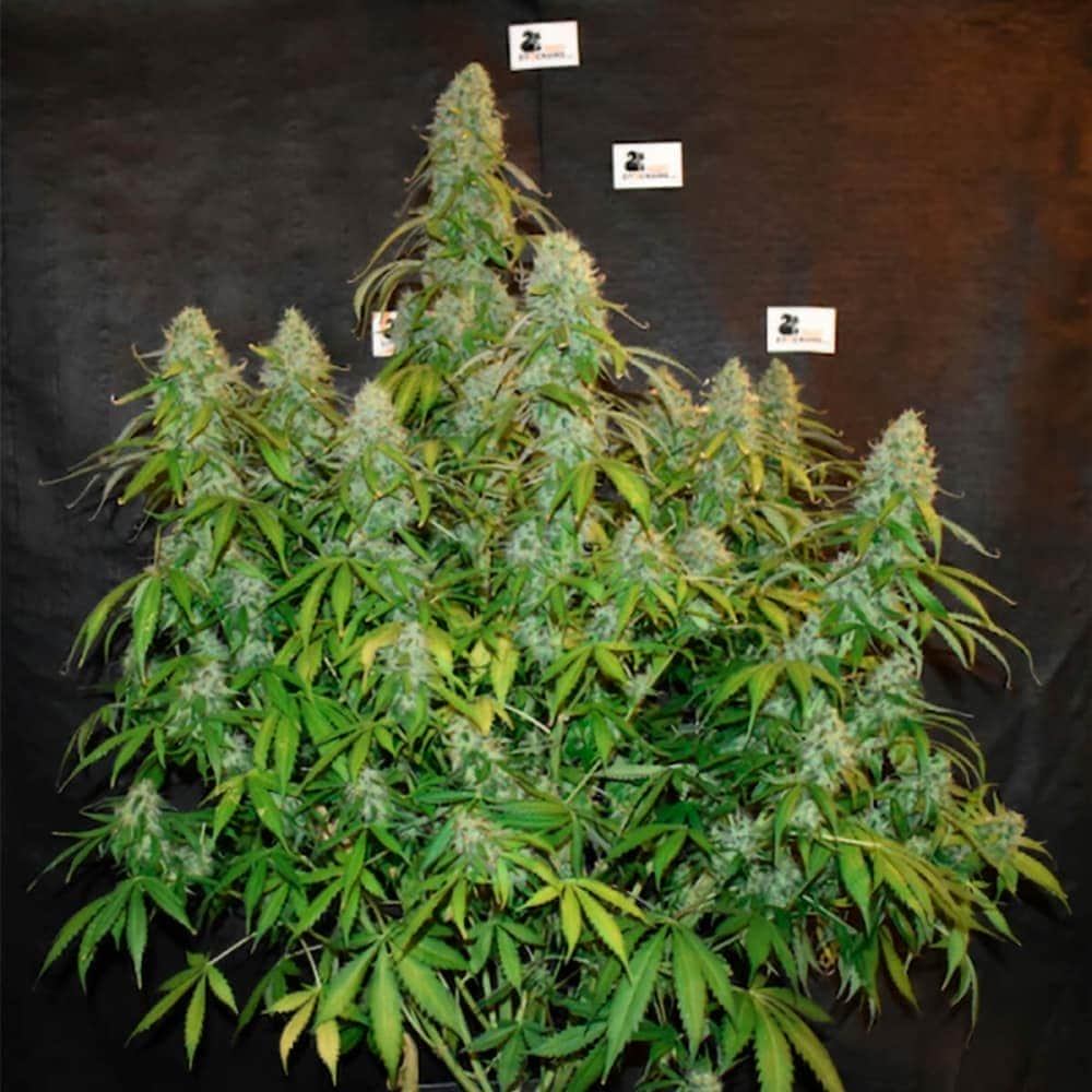 AUTO BLACKBERRY GUM (Seedstockers) semillas de marihuana feminizadas autoflorecientes de colección, planta.