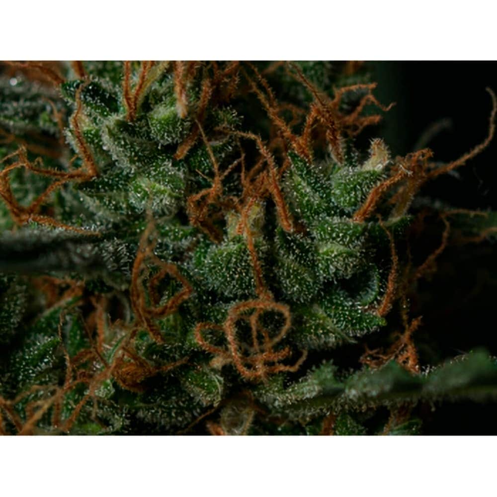 AUTO BLACKBERRY GUM (Seedstockers) semillas de marihuana feminizadas autoflorecientes de colección, resina.