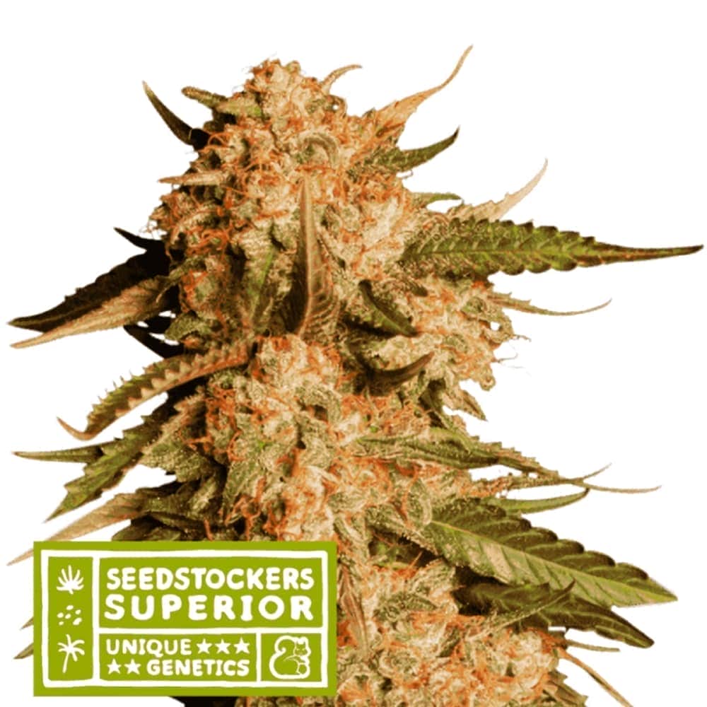 AUTO BLUE MOBY (Seedstockers) Semillas de marihuana feminizadas autoflorecientes de colección, cogollo.