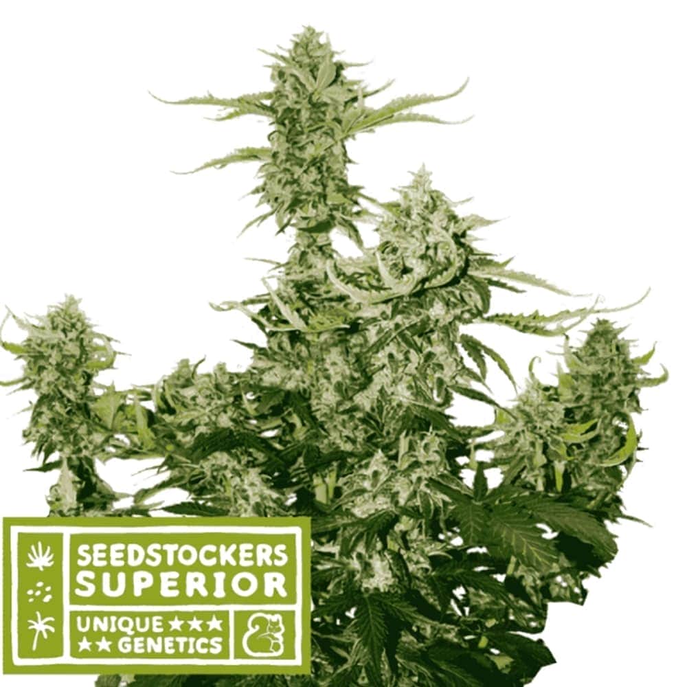 AUTO CANDY DAWG (Seedstockers) Semillas de marihuana feminizadas autoflorecientes de colección, cogollo.