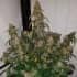 AUTO CANDY DAWG (Seedstockers) Semillas de marihuana feminizadas autoflorecientes de colección, planta.