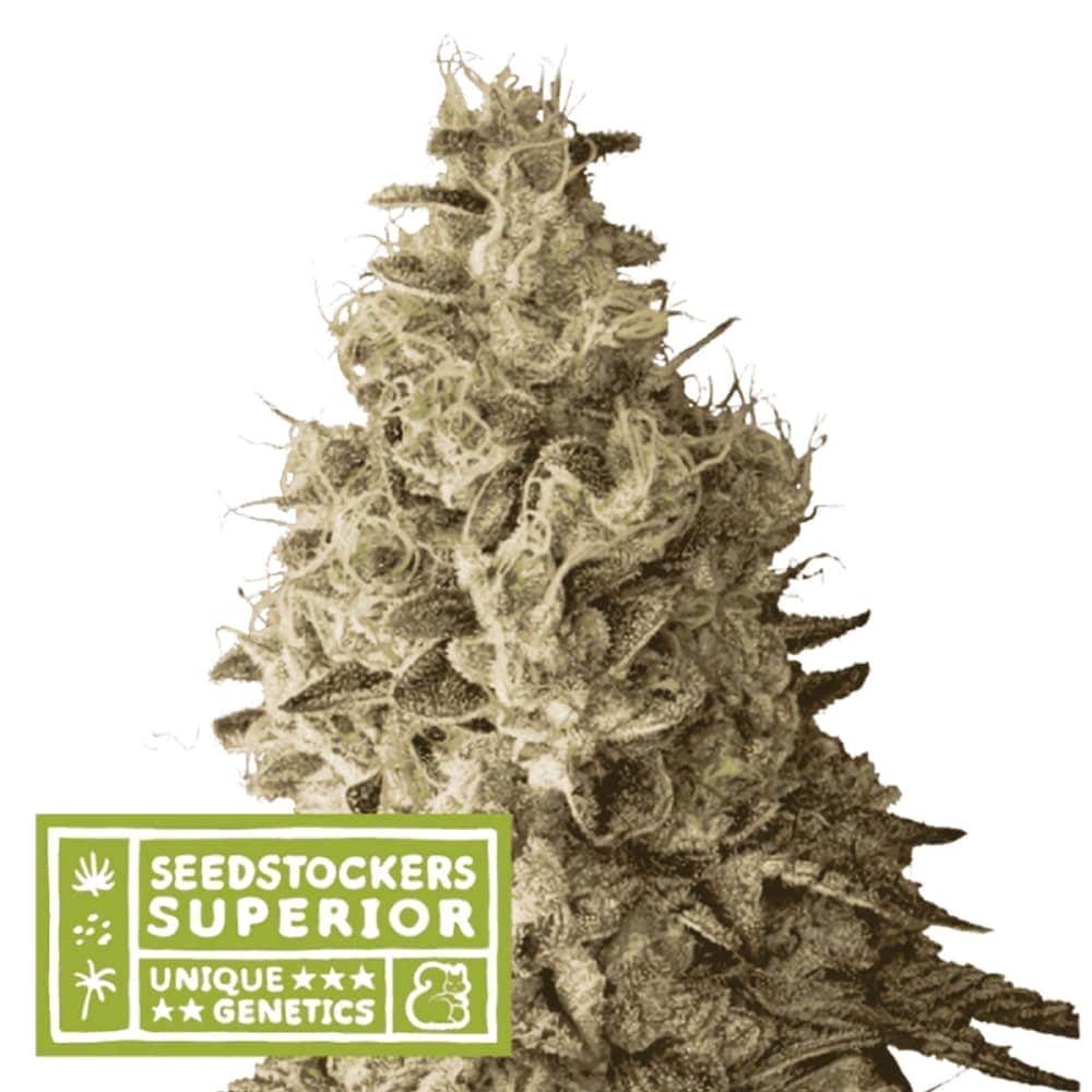AUTO MACK & CRACK (Seedstockers) Semillas de marihuana feminizadas autoflorecientes de colección, cogollo.