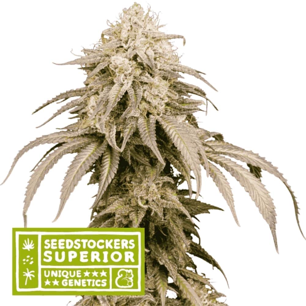 AUTO MANDARIN PANTIES (Seedstockers) Semillas de marihuana feminizadas autoflorecientes de colección, cogollo.