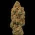 AUTO RUCU CUCU OG (Seedstockers) Semillas de marihuana feminizadas autoflorecientes de colección, cogollo.