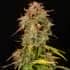 AUTO SANTA MARTA HAZE (Seedstokers) Semillas de marihuana feminizadas autoflorecientes de colección, cogollo.